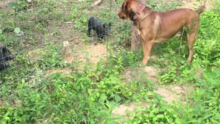 Rufus the Pitlab playing with piglets... Watch the tail wag :-)