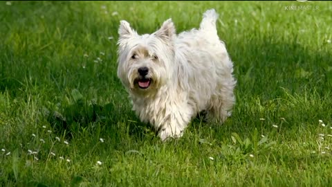 Cute dogs , cute dogs in grass 🐶🐕