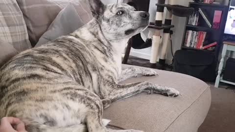Dog has priceless reaction when scratched in sweet spot