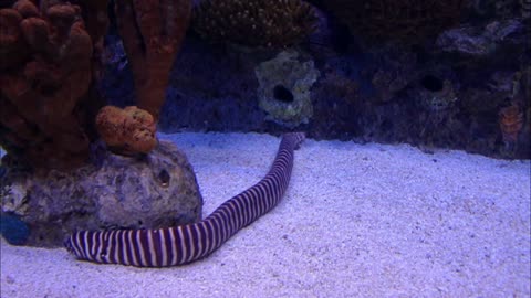 A Striped Eel In An Aquarium