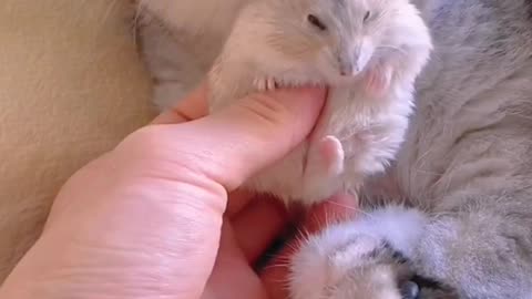 #kitten #hamster #cute #funny #pet #catsoftiktok #cuteanimals