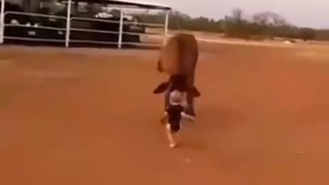 Most fearless toddler trying to catch a cow