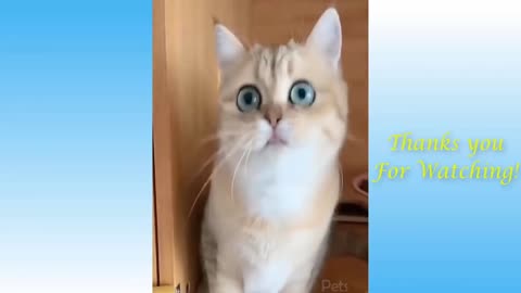 Top Funny Cat Videos - Try Not To Laugh