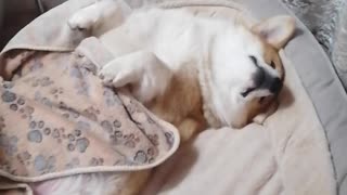 Corgi boy Georgie is sooo sleepy