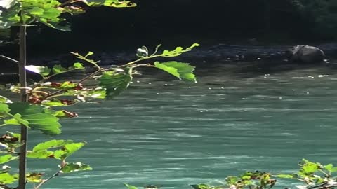 Cubs Playing in River While Mama Bear Catches Fish