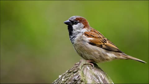 Sparrow sounds, relaxing soothing nature sounds, bird song