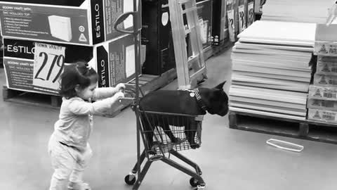 Little girl pushes her doggy in shopping cart
