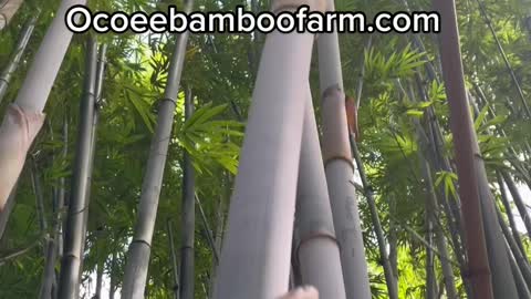 Blue Bamboo 407-777-4807