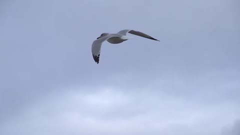 Super Slow Motion Of A Seagull Flying In The Horizon.