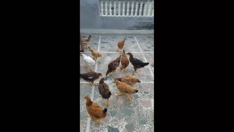 Happy chicken sounds