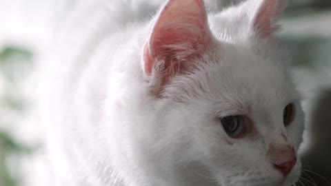 Smart cat likes to play with Keyboard Organ