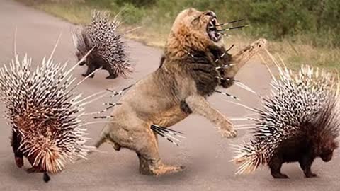 Top 10 animals can't take down porcupine too danger porcupine vs lion, python, leopard, impala