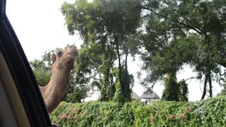 First time to see a Camel in Thailand