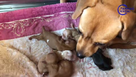 oh poor little puppies with mama