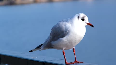 Gull Sea Bird Bird Water Bird Plumage White