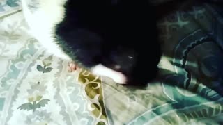 Black rat on bed bathing itself
