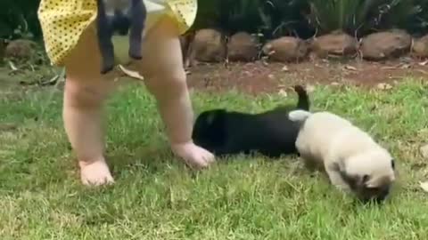 Pug puppies and cute baby enjoy moments🥰#pets #kitten #kittens #rumbleshorts