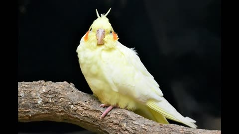 Cockatiel Singing Sounds Cockatiel Calls