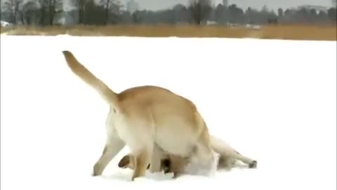 Labrador puppies playing on ice