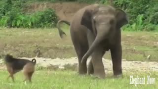 An Elephant Is Facing A Dog Inastreng Eway