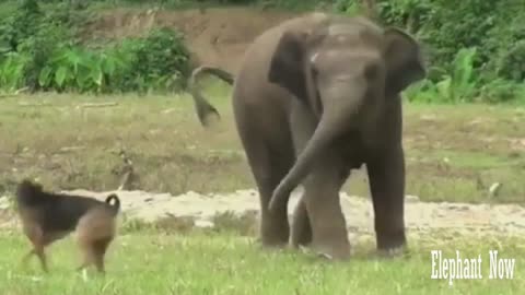 An Elephant Is Facing A Dog Inastreng Eway
