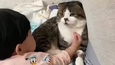 Funny cats