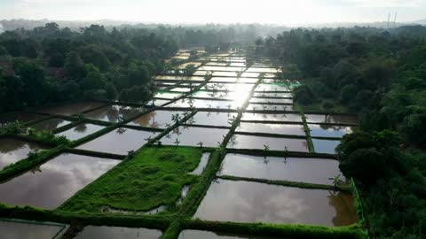 Drone captured beautiful footage of reflection of sky from rice farm