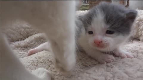 Momma Cat Carries Baby Kitten