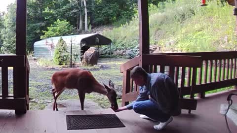 Deer NW NC High country at the Treehouse 🌳 Lady eats an apple 🍎 Appalachia