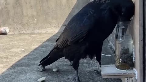 THE INTELLECT OF THIS BIRD