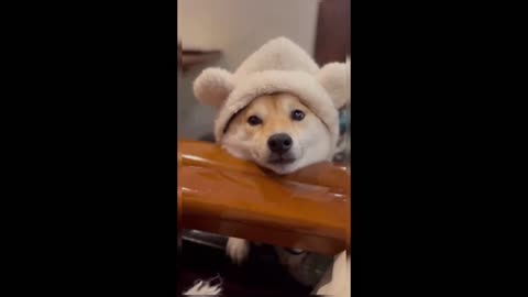 Boohoo, Shiba Inu's unhappiness has always come from its owner ignoring it.