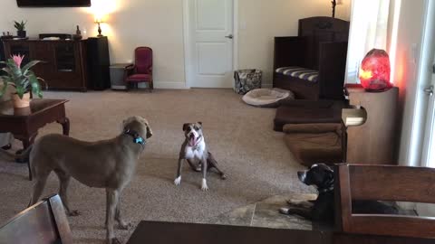 3-legged rescue dog gets case of the zoomies