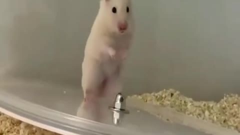 funny hamster compilation Hampter meme