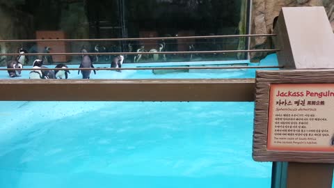 Penguins are swimming in the zoo