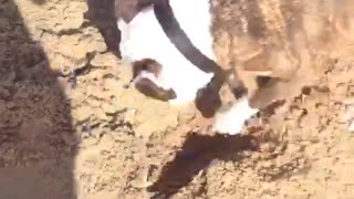 Pitbull digging for treasure bones