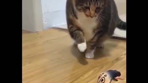 Funny Cat Video With Snake