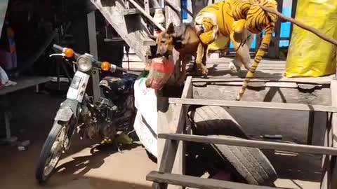 Must Watch Fake Tiger Prank Dog Run So Funny by funny Video 2021