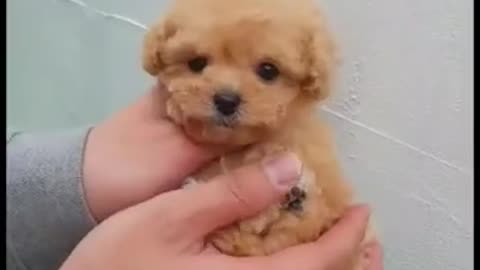 Mini super cute puppy walking through the street