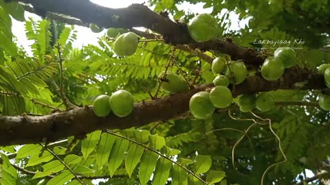 Grape Tree in the Philippines | WOW so much fruits