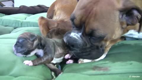 Dog Has Amazing Birth While Standing!! 😲