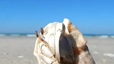 MARINE HERMIT CRABS - TOUCH IT WILL MOVE