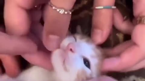 Cat gets all the love