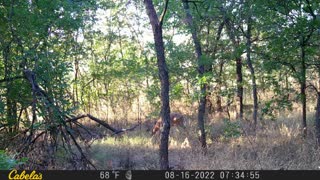 Doe and Fawn (fawn is laying down)