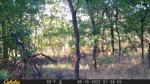 Doe and Fawn (fawn is laying down)