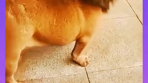Look at the Lion😂😂 | You can't see anywhere like this | Funny videos