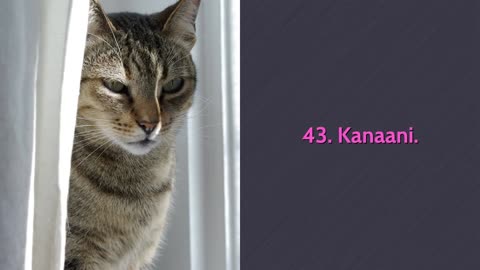 All Cat Breeds A-Z With Pictures all 98 breeds in the worlld