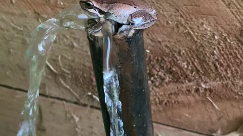 Frog Living in Pumpkin Patch Overflow Pipe