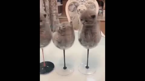 cute little cats in glasses...So Cute!!!