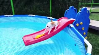 Jack Russell juega sobre tobogán de agua, cae a la piscina