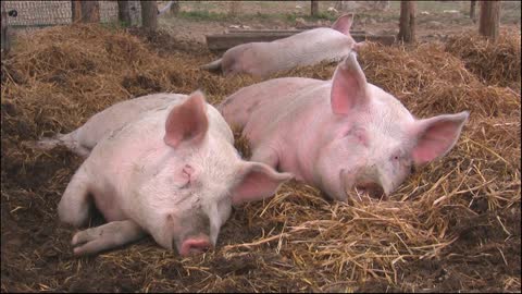 Sleepy Pig,so cute